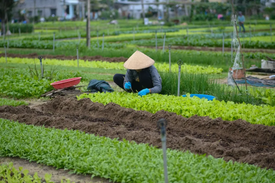 Vườn rau của Lê Tấn Hùng