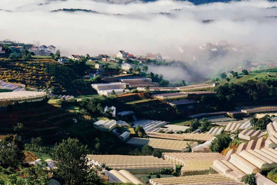 Khu sơ chế và cân hàng